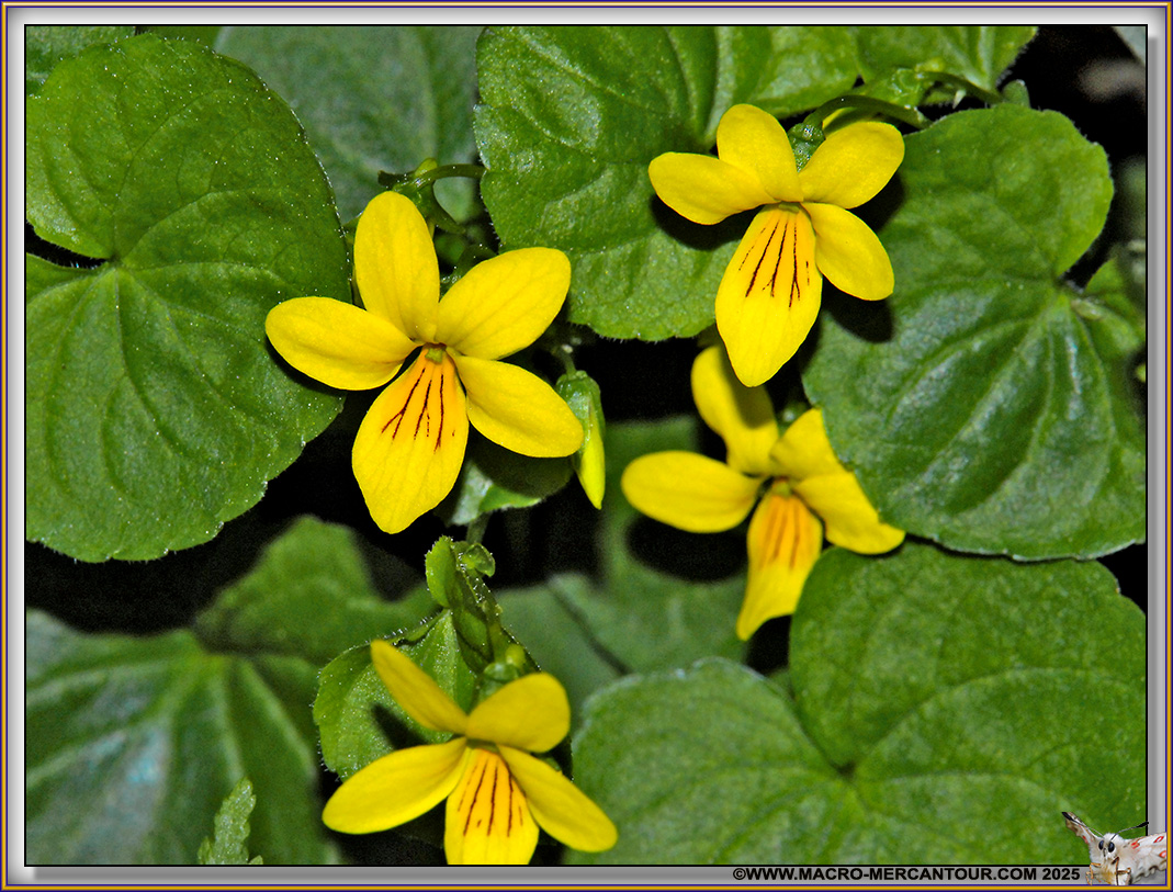 Viola biflora